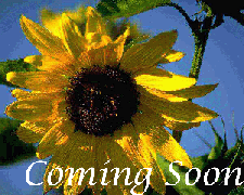 sunflower_coming_soon.gif